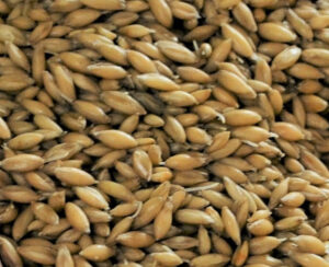 Malted Oats 25kg