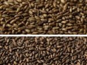 Crystal Rye Grain 25kg