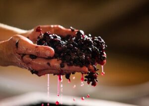 Wine Yeast Nutrient 100G