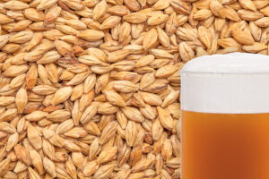 Biscuit Malted Grain per kg